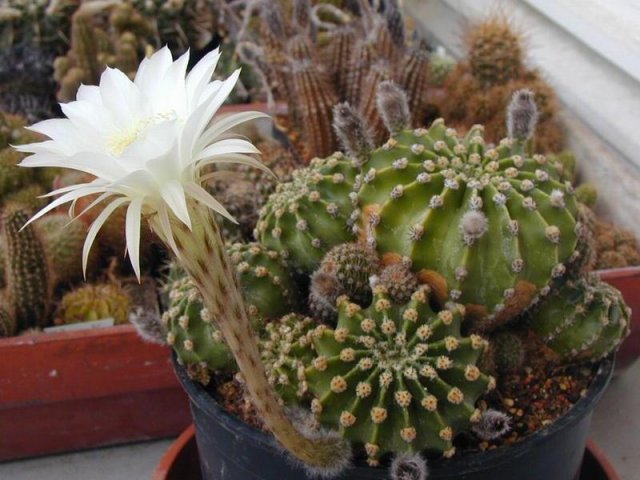 echinopsis_eyriesii